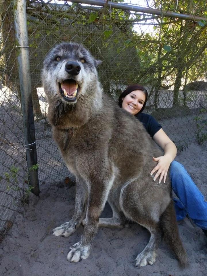 are wolf dogs bigger than wolves