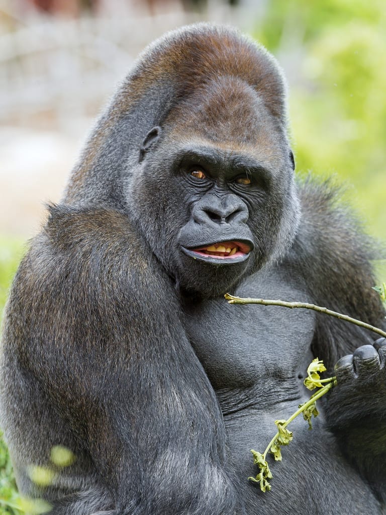 Unhappy big gorilla eating