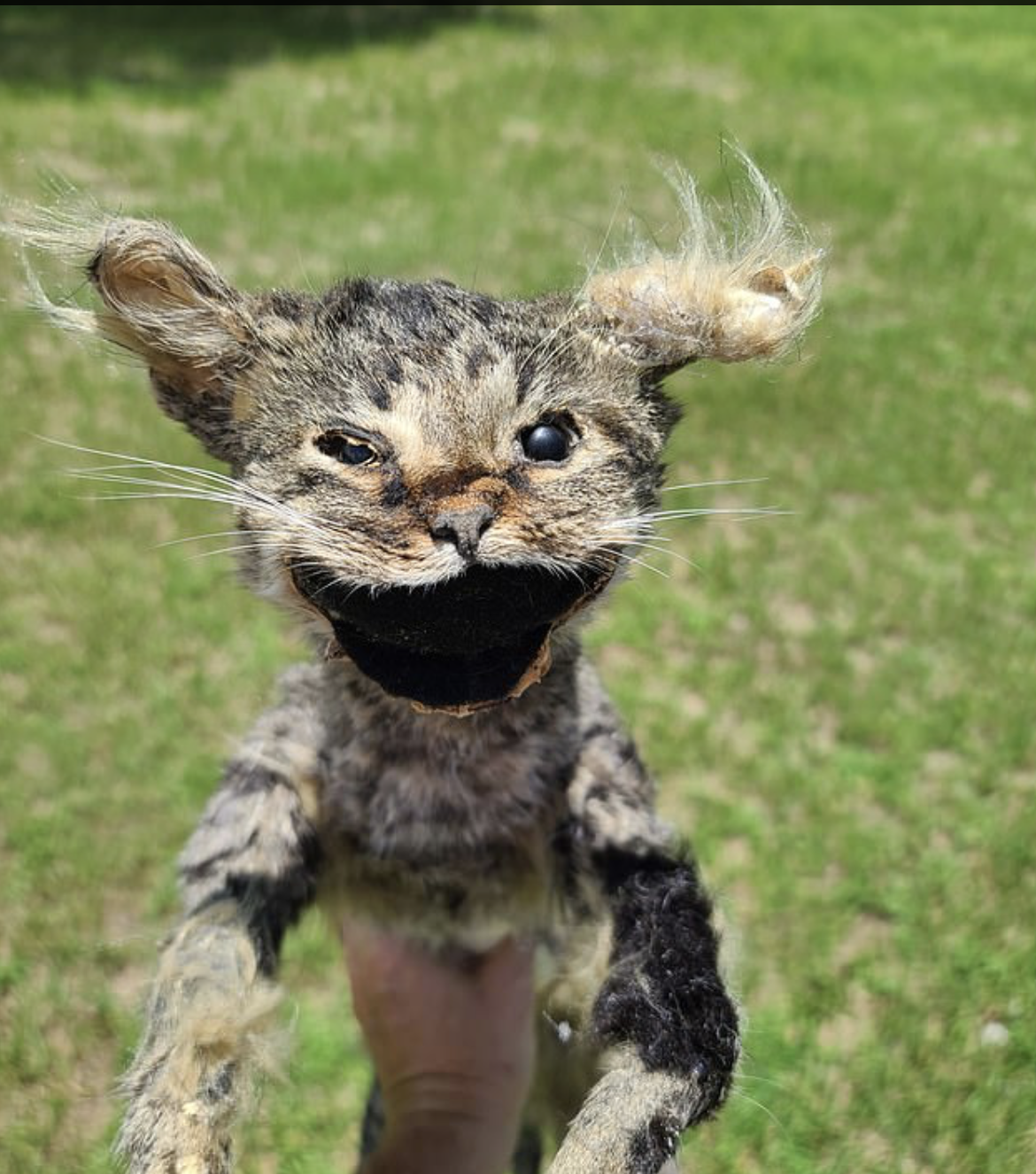 Story Of Botched DIY Taxidermied Cat Is Haunting Us Online; Probably Because Its Soul Can't RIP