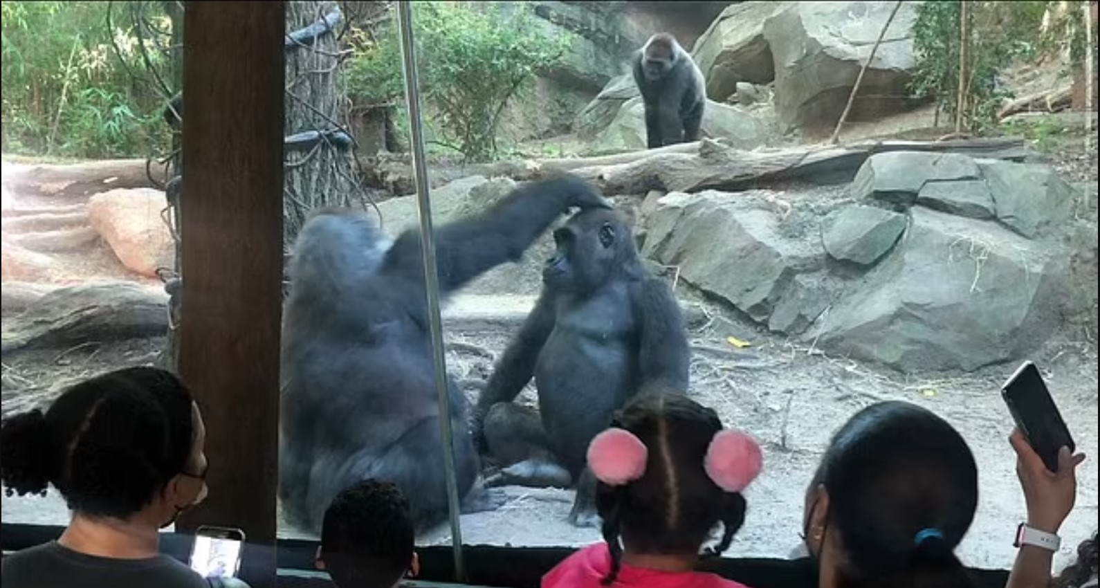 gorilla penis legnth