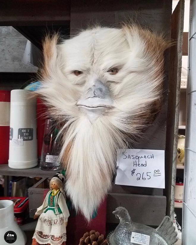 assquatch taxidermy 