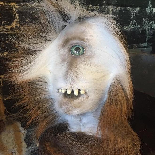 assquatch taxidermy