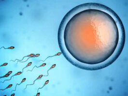 sperm and egg cell
