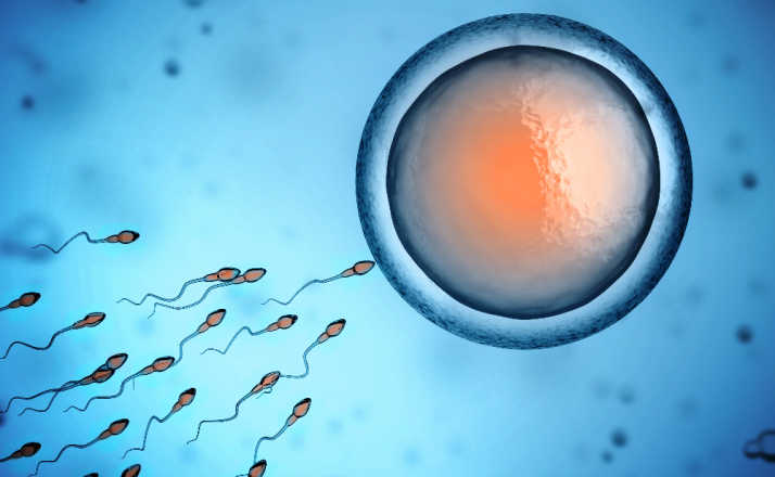 sperm and egg cell