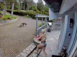 screenshot of TikTok eagle goose attack