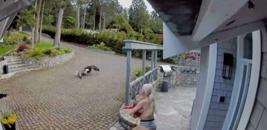 screenshot of TikTok eagle goose attack