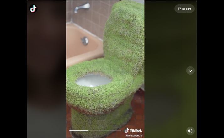 Screenshot of chia pet toilet by alispagnola on TikTok