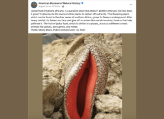 Screenshot of Facebook post showing an image of a jackal food flower