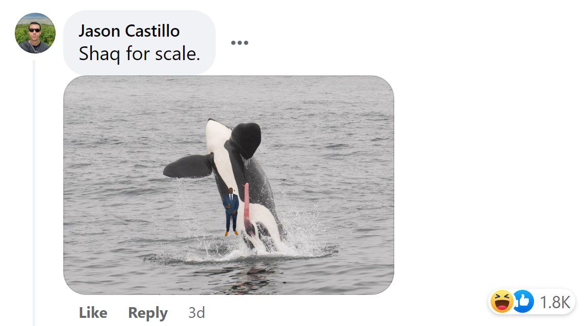 FB comment @blueoceanwhalewatch