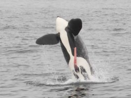 photo of whale jumping out of the ocean