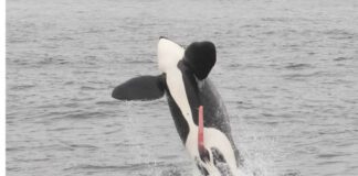 photo of whale jumping out of the ocean