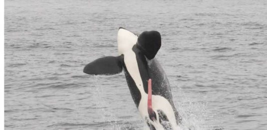 photo of whale jumping out of the ocean