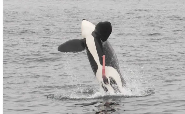 photo of whale jumping out of the ocean