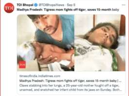Screenshot of a Times of India tweet that shows the mother, father, and baby after a tiger attack in India