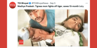 Screenshot of a Times of India tweet that shows the mother, father, and baby after a tiger attack in India